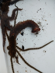 Apostichopus parvimensis