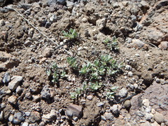 Penstemon thompsoniae