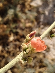 Sphaeralcea ambigua
