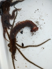 Apostichopus parvimensis