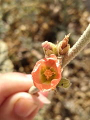 Sphaeralcea ambigua
