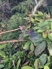 Pseudopanax colensoi