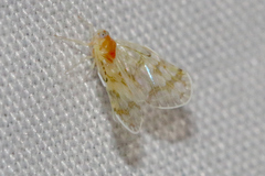 Saccharodite chrysonoe