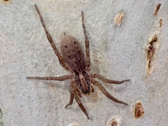 Miturgidae