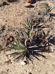 Agave deserti
