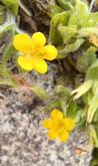 Erythranthe moschata