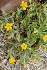 Erythranthe moschata