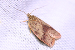 Oligoloba severa