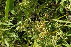 Santalum acuminatum