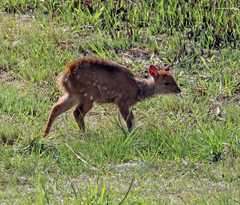 Tragelaphus sylvaticus