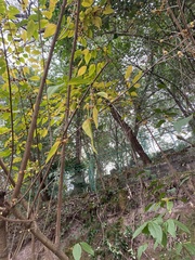 Chimonanthus praecox