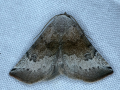 Mataeomera mesotaenia