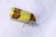 Heterallactis microchrysa