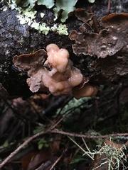 Naematelia encephala