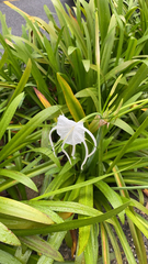 Hymenocallis littoralis