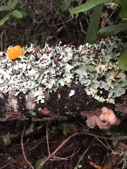 Naematelia encephala