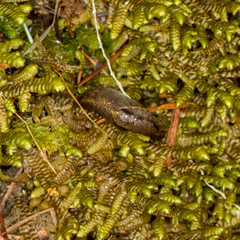 Prophysaon foliolatum