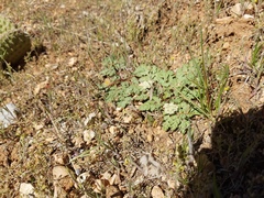 Cymopterus lapidosus