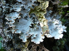 Dendriscosticta gelida