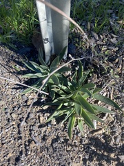 Dudleya lanceolata