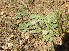 Cymopterus lapidosus