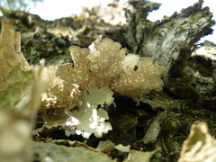 Dendriscosticta gelida