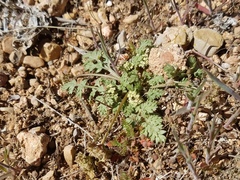 Cymopterus lapidosus