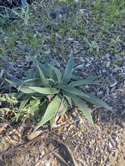 Dudleya lanceolata