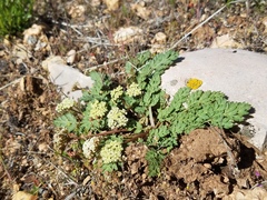 Cymopterus lapidosus