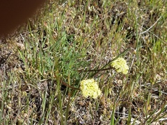 Lomatium juniperinum