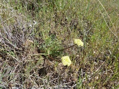 Lomatium juniperinum