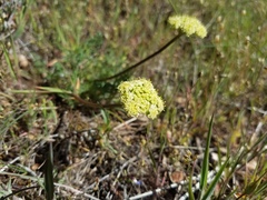 Lomatium juniperinum