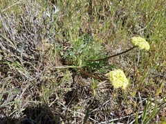 Lomatium juniperinum