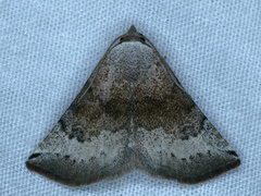 Mataeomera mesotaenia