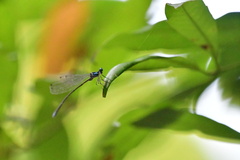 Onychargia