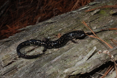 Plethodon mississippi