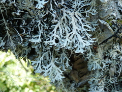 Hypogymnia pulverata