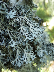 Hypogymnia pulverata