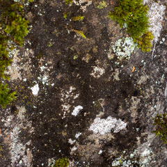 Andreaea