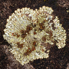 Placopsis lambii