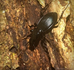 Trichosternus subvirens