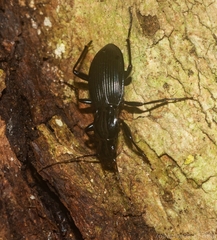 Trichosternus subvirens