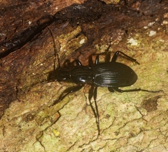 Trichosternus subvirens