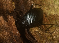 Trichosternus subvirens