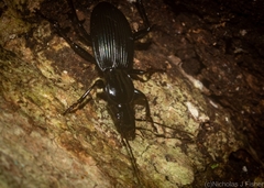 Trichosternus subvirens