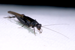 Teleogryllus commodus