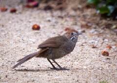 Dasyornis broadbenti