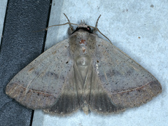 Pantydia capistrata