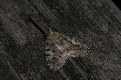 Hydriomena nubilofasciata