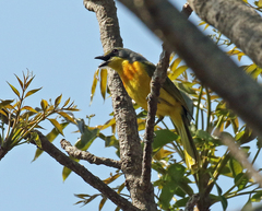 Telophorus sulfureopectus similis